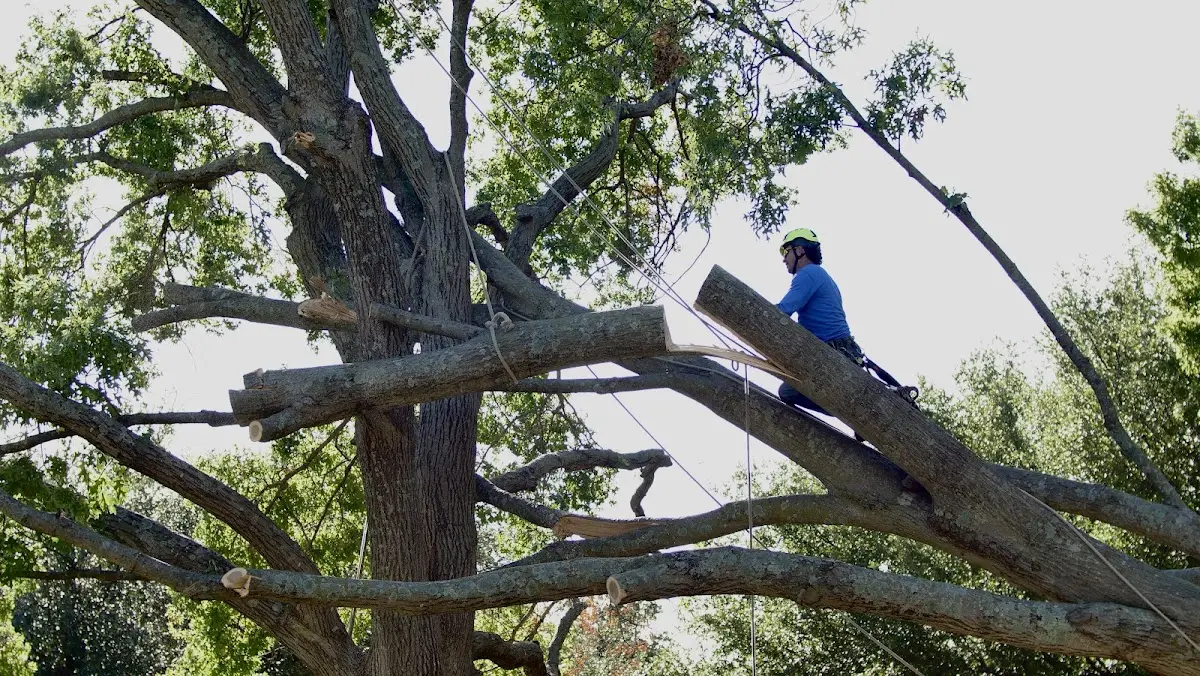 Professional Crown Thinning performed by certified arborists in Amelia